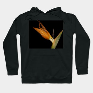 Bird of Paradise closeup Hoodie